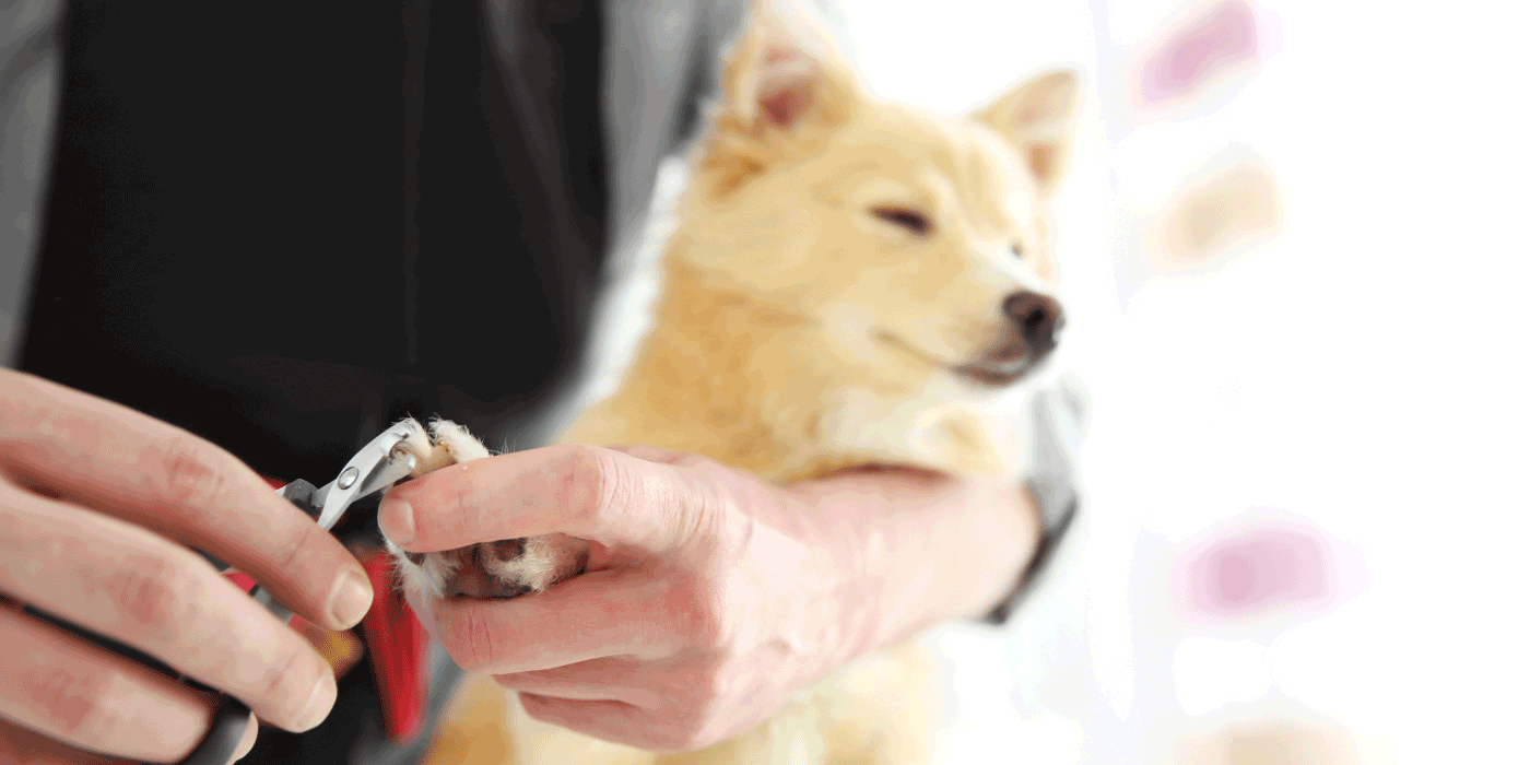 dog nail clippers