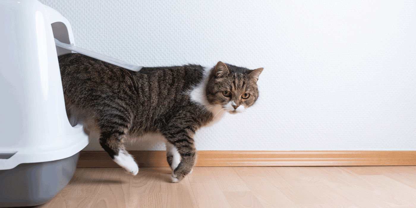 Cat Litter Mat