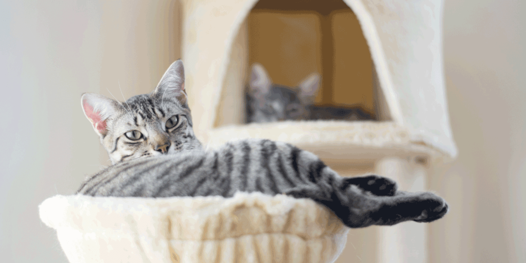cat trees for apartments