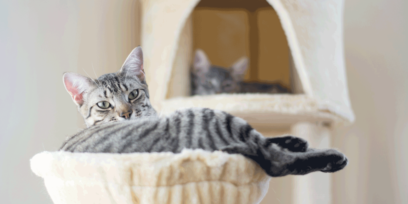 cat trees for apartments