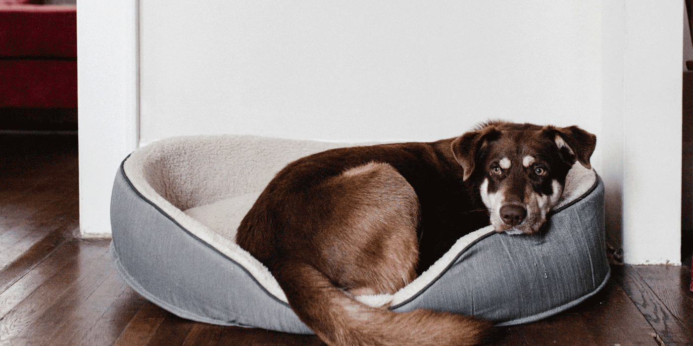 dog beds