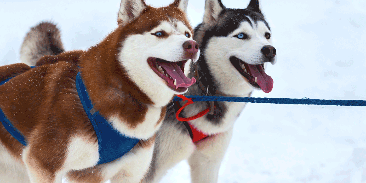 dog harness