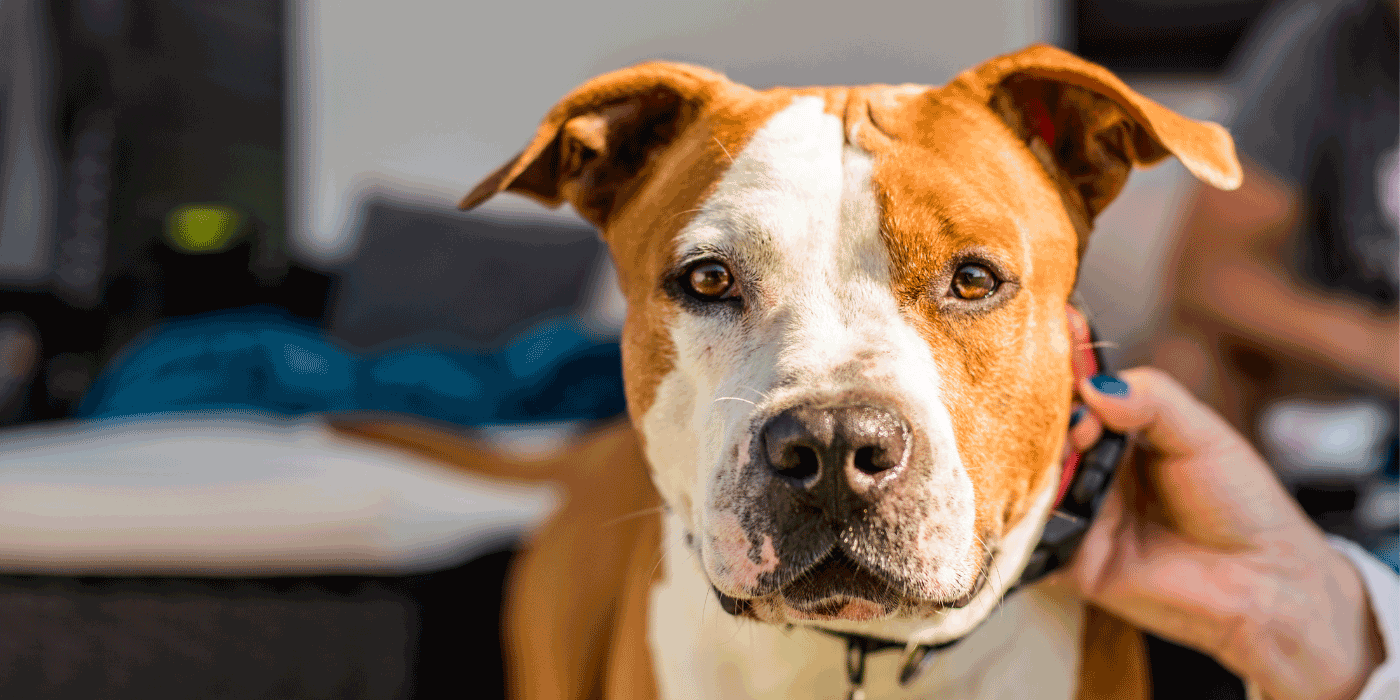 pet collars