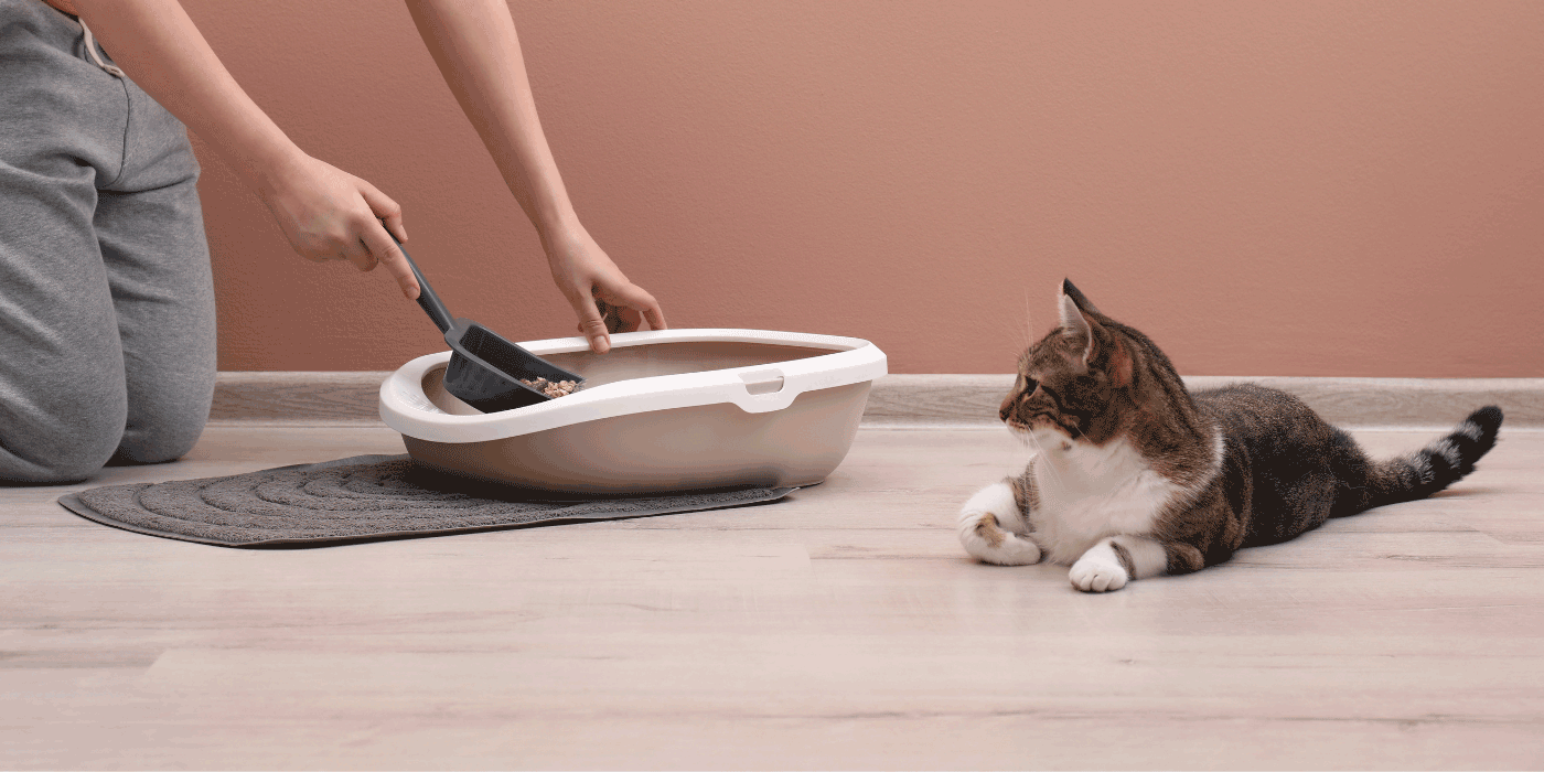 cat litter