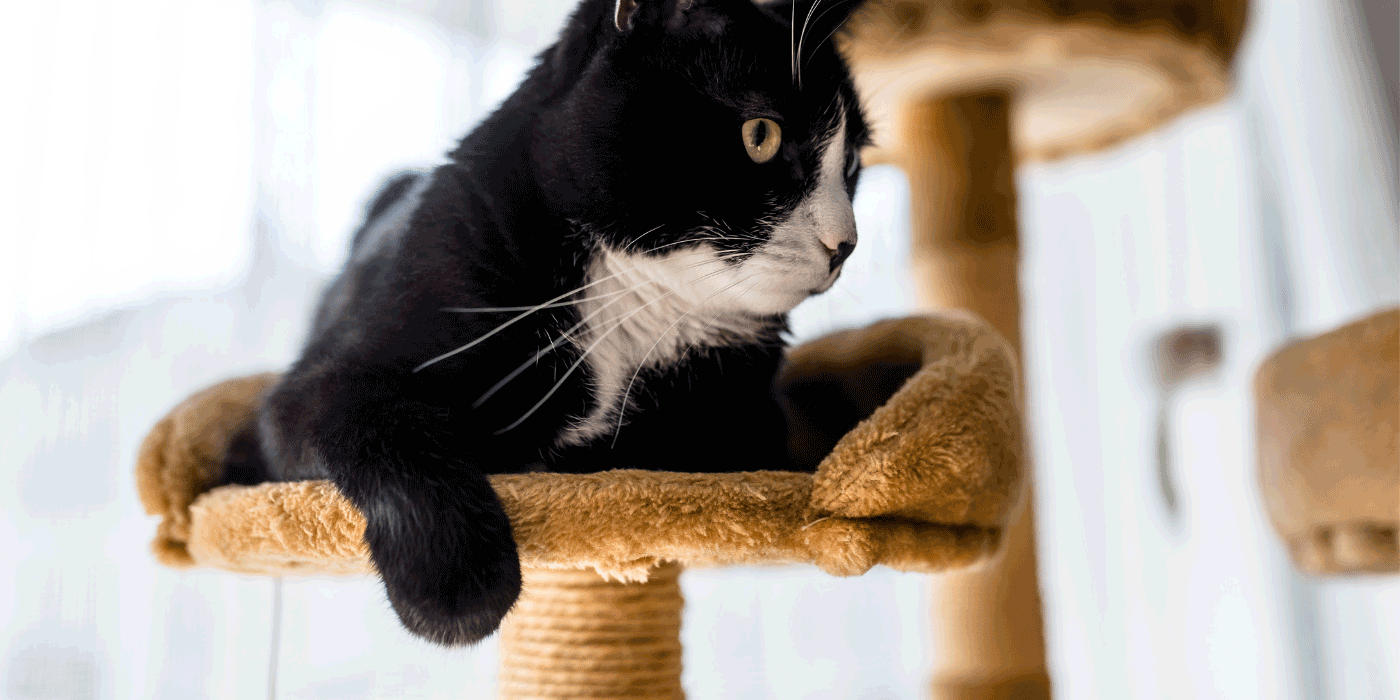 cat scratcher