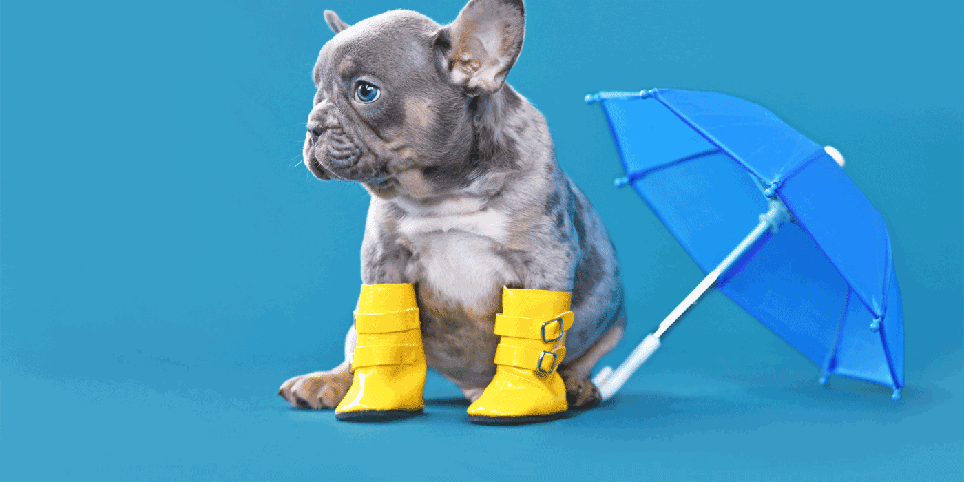 dog boots