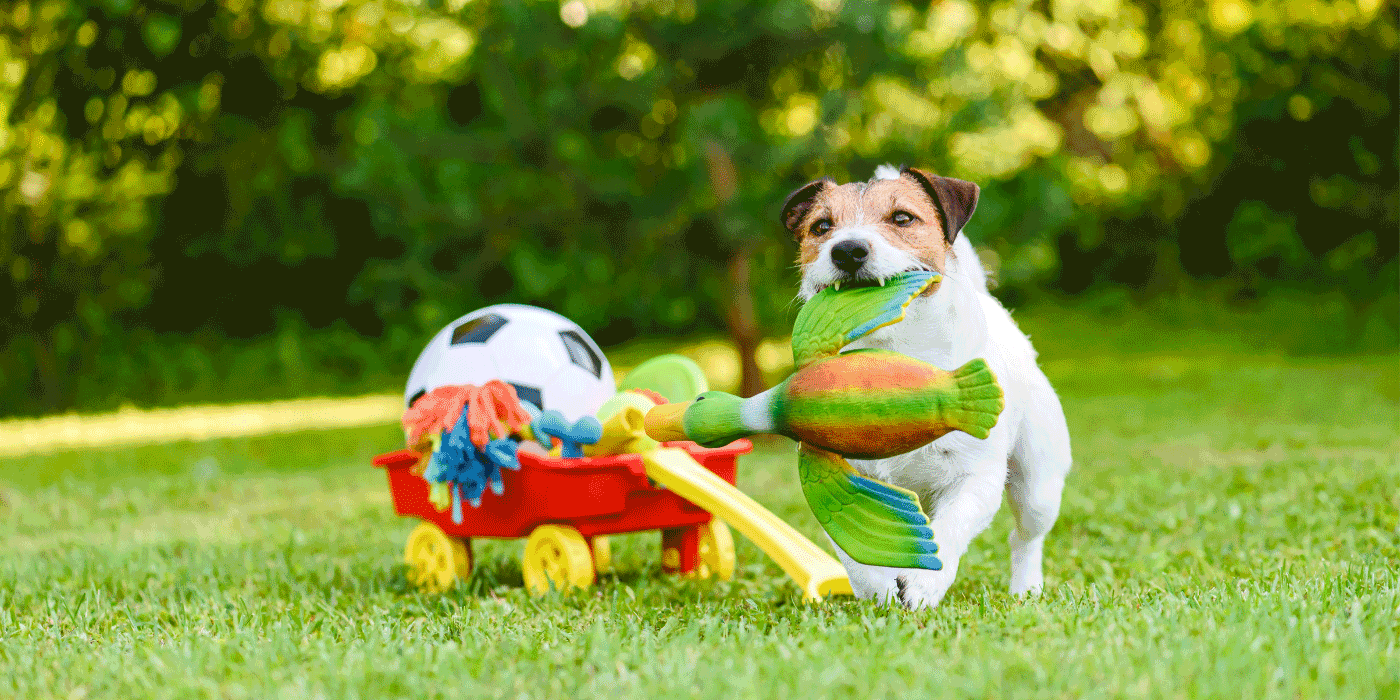 pet toys