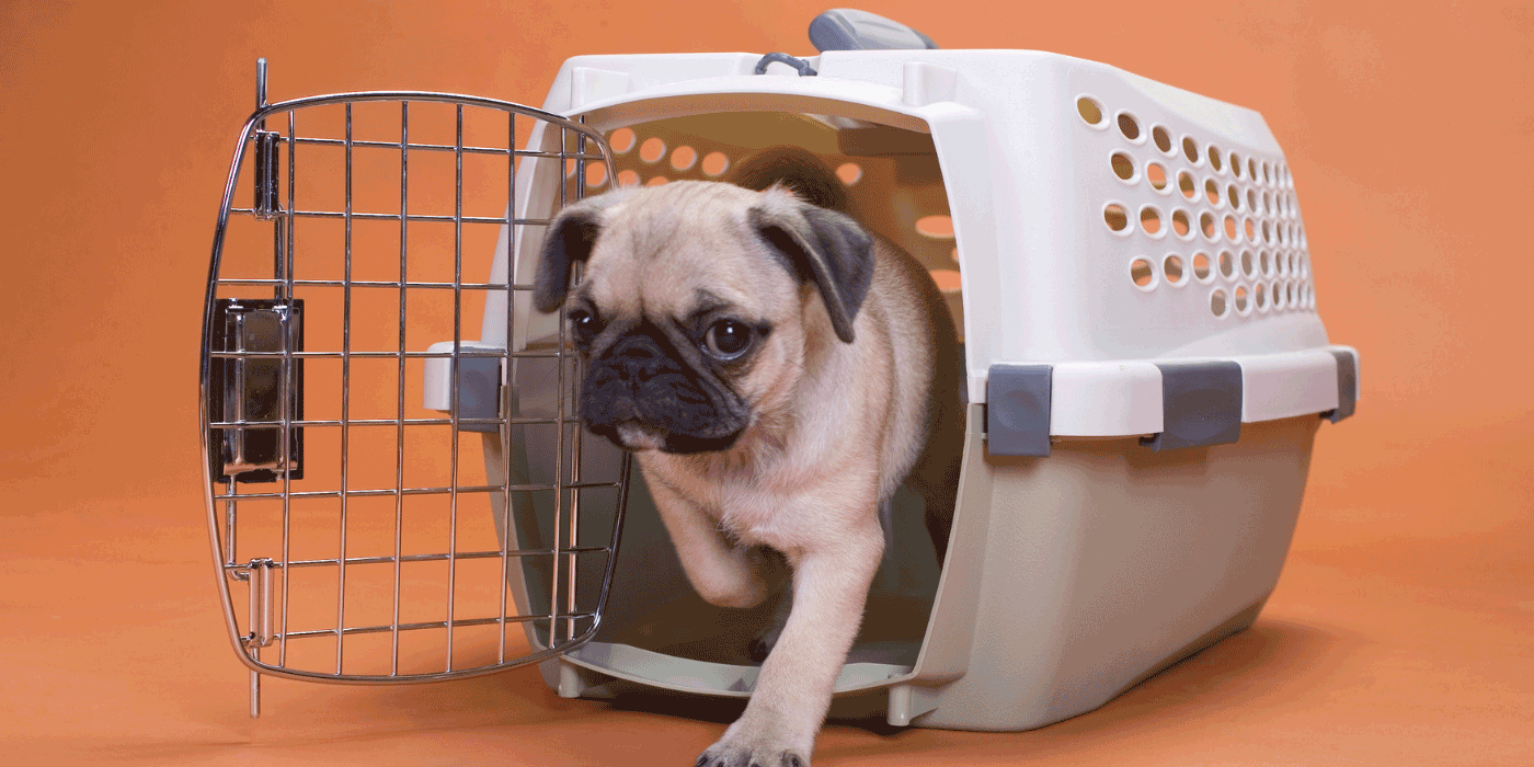 puppy crate