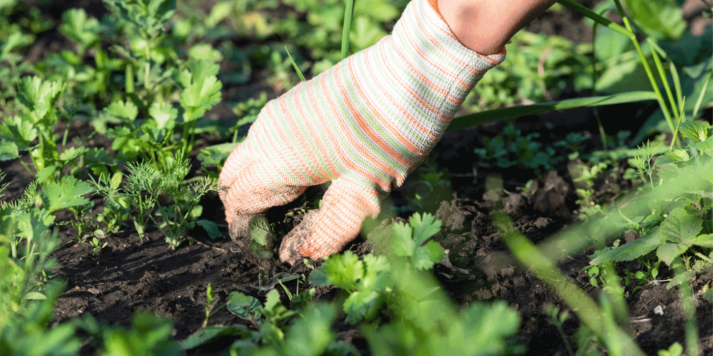 how to keep weeds out of garden