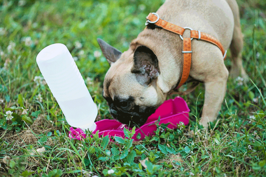Assist Your Pets in Adapting to a Small Space