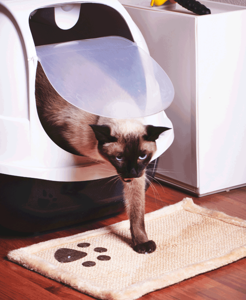 Best Cat Litter Mat
