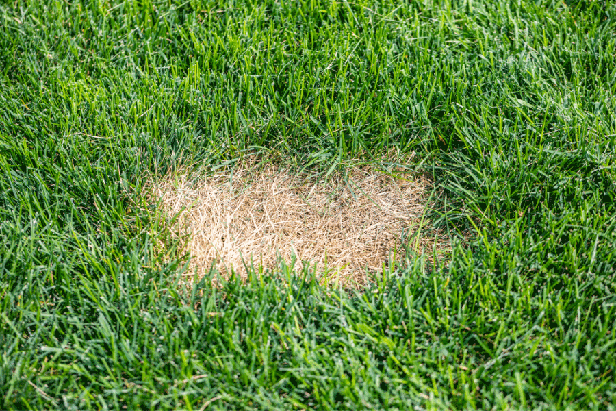 Dead Grass Spot Lawn