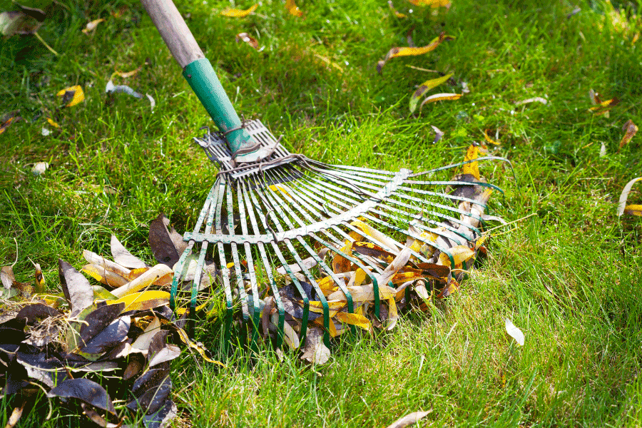 Fall Lawn Care Tips