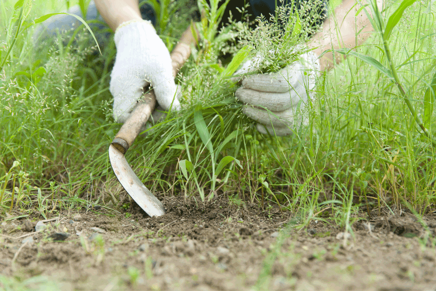 Invest in Weed Control