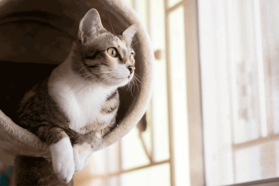 Modern cat furniture