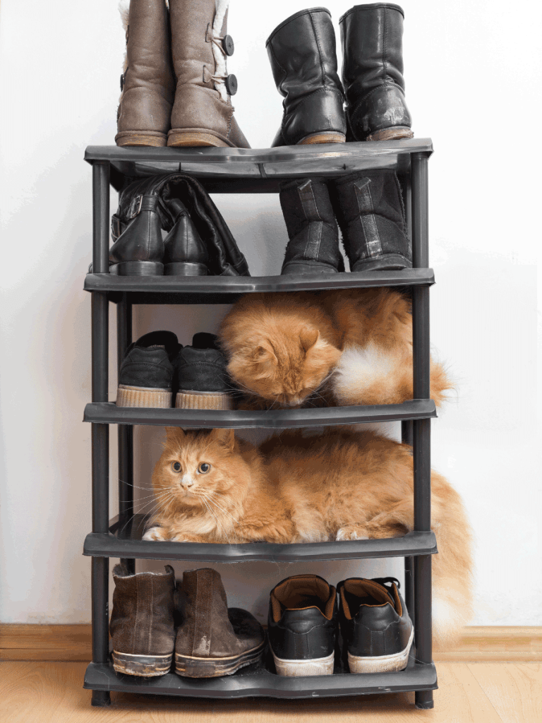 Shoe Organizer