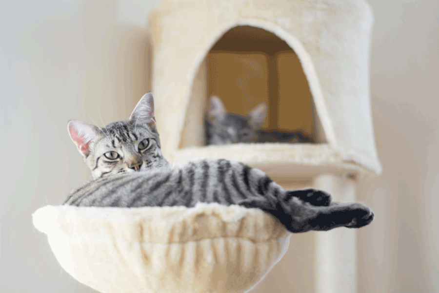 cat condo