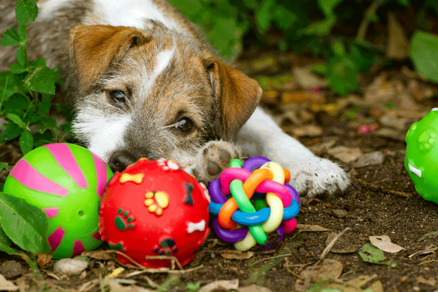 dog toys