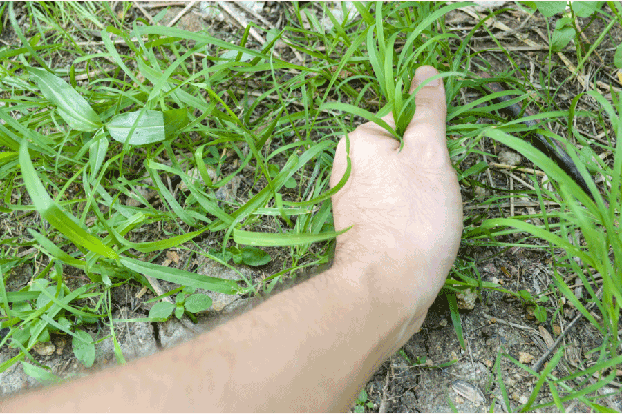 how to prevent weeds
