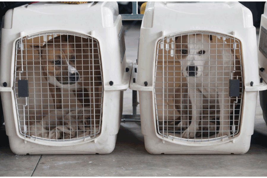 pet crate
