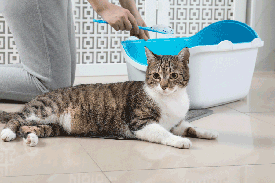 world's best cat litter