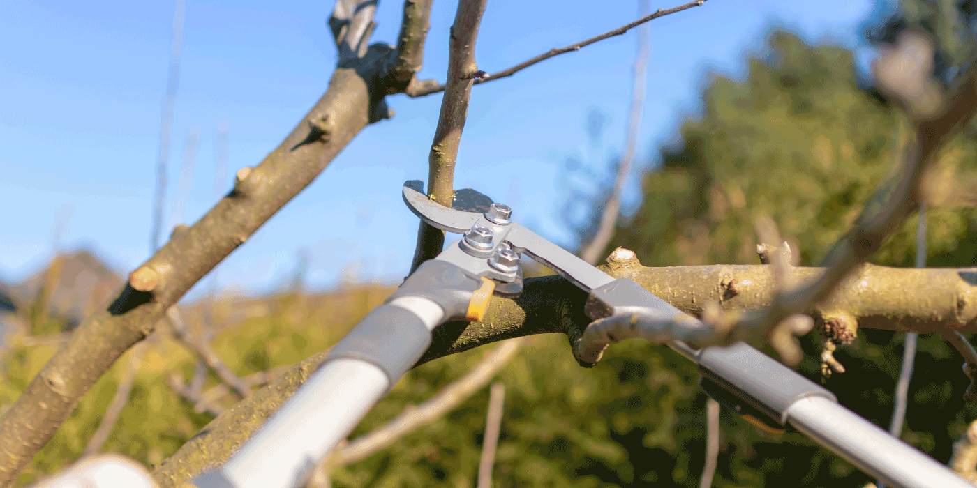 tree loppers